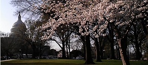 Cherry Blossoms on Capitol Hill